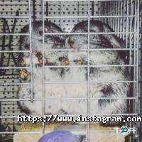 Лапушка отзывы фото