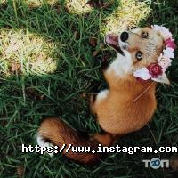 It fox відгуки фото