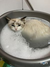 отзывы о Cats Blues фото