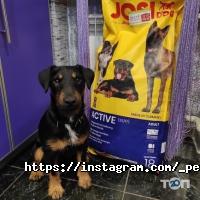 Зоомагазини і послуги для тварин Pets-friends фото