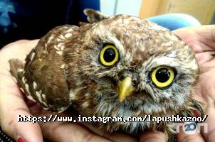 отзывы о Лапушка фото