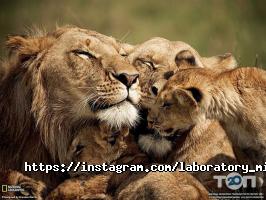 відгуки про Millenium фото