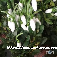 V.Flowers Одеса фото