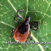 Тріоль відгуки фото