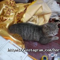 Центр хореографии и постановки танца Анастасии Аристовой фото