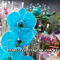 Класні квіти Харків фото