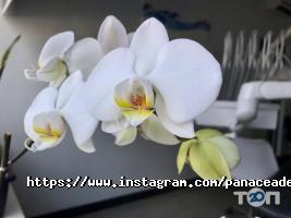 Приватні клініки Панацея фото