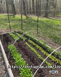 Любовь-Морковь Київ фото