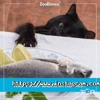 Зоомагазини і послуги для тварин Zoobonus фото