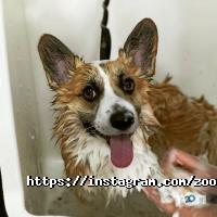 Дама з собачкою, зоосалон фото