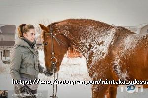 Мінтака, кінний клуб фото