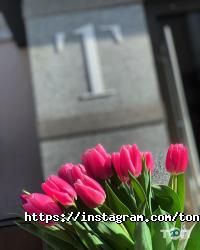 відгуки про Tone фото