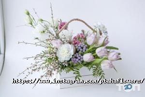 Ptaha відгуки фото