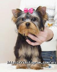 Arcanta Groom отзывы фото