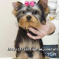 отзывы о Arcanta Groom фото