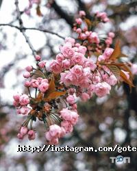 GoTernopil Тернополь фото