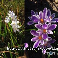 Магазини та ремонт мобільних телефонів Link Service фото