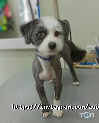 Дама з собачкою Харків фото