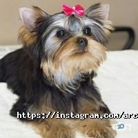 Зоомагазины и услуги для животных Arcanta Groom фото