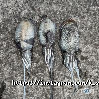 K service відгуки фото