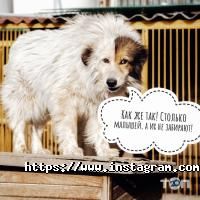 відгуки про Ковчег фото