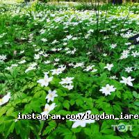 Відеограф Богдан Яремчук фото