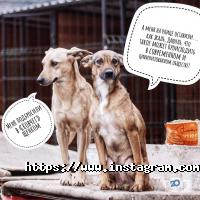 Ковчег, притулок для тварин фото