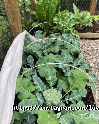 відгуки про Любовь-Морковь фото