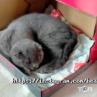 відгуки про BeautyFree фото