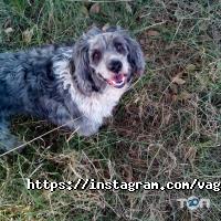 Магазины одежды и обуви Vaguta фото