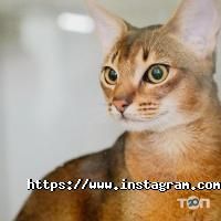 Ветеринарні клініки ZooLux фото