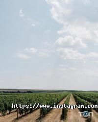 Dizyngoff відгуки фото