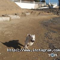 Сосновий берег відгуки фото