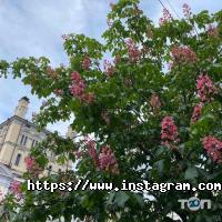 Citronelle Київ фото