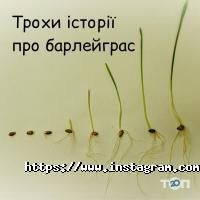 Кафе, бари Сік паростків пшениці фото