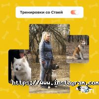 Зграя Одеса фото