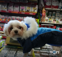 Кот+Пес отзывы фото