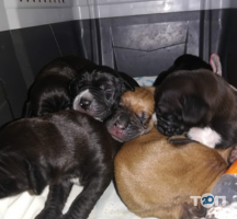 Ветеринарні клініки Компаньон фото