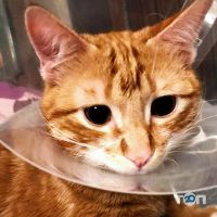 Vet Friend Київ фото