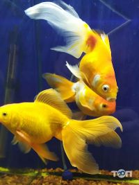 відгуки про Zoomar фото