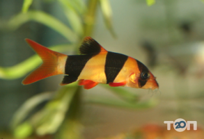 отзывы о Аквамир на Позняках фото