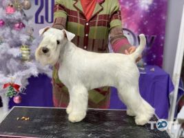 Зоомагазини і послуги для тварин Wow фото