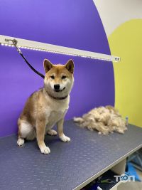 CoolPet відгуки фото