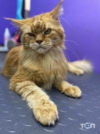 відгуки про CoolPet фото