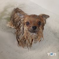 Kittibarbershop, грумінг-салон фото