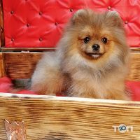 Kittibarbershop відгуки фото