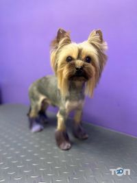 CoolPet Одеса фото