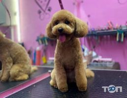 Groom Art Studio, грумінг-салон фото