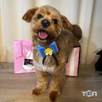 Зоомагазини і послуги для тварин Kittibarbershop фото