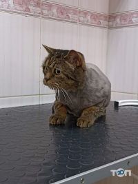 Sobaken grooming studio отзывы фото